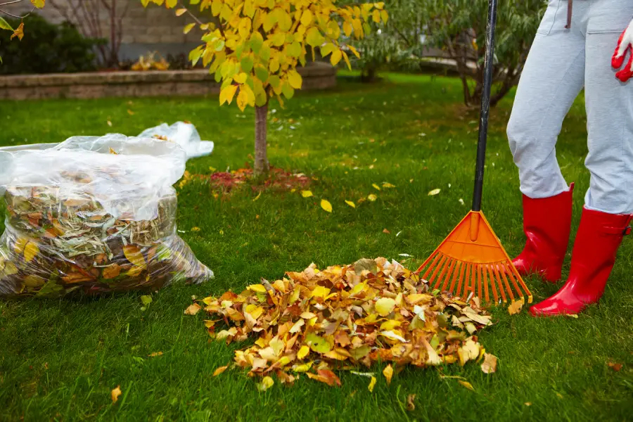 Professional Yard Cleanup Hanford, CA